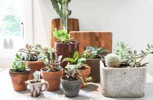 cacti and succulents in terracotta pots