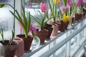plants and flower bulbs in pots near a window