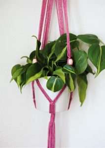 hanging philodendron plant in a pink macrame hanger