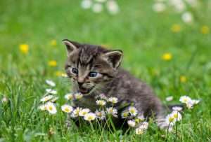 playful kitten looking at flowers