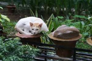 cats laying in terracotta planters