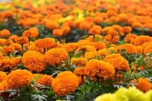 bright orange marigold flowers with green leaves