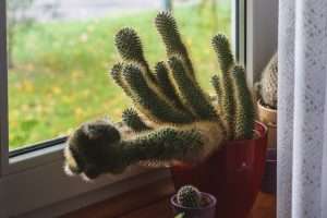 cactus on a windowsill